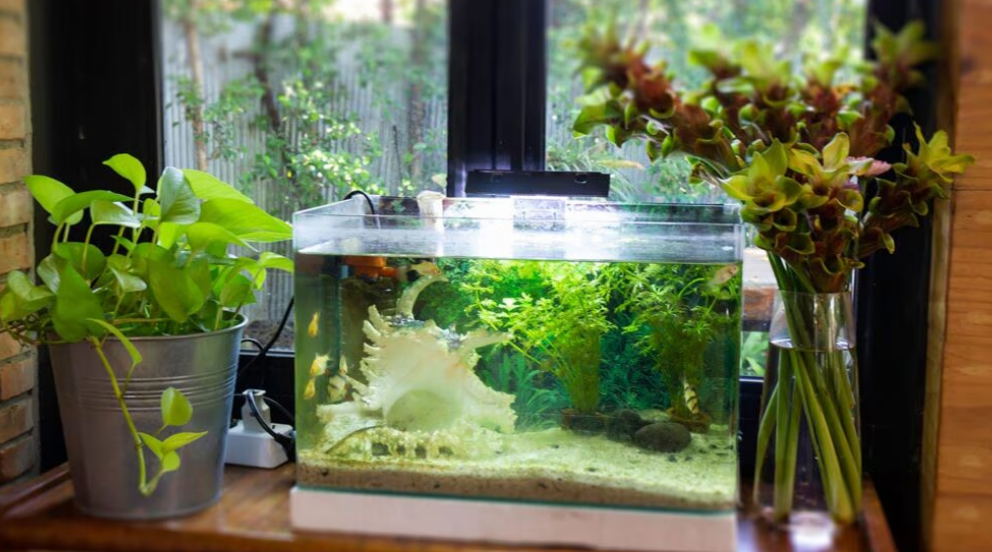 Tips to Take Care of Your Fish Tank When You're Away from Home