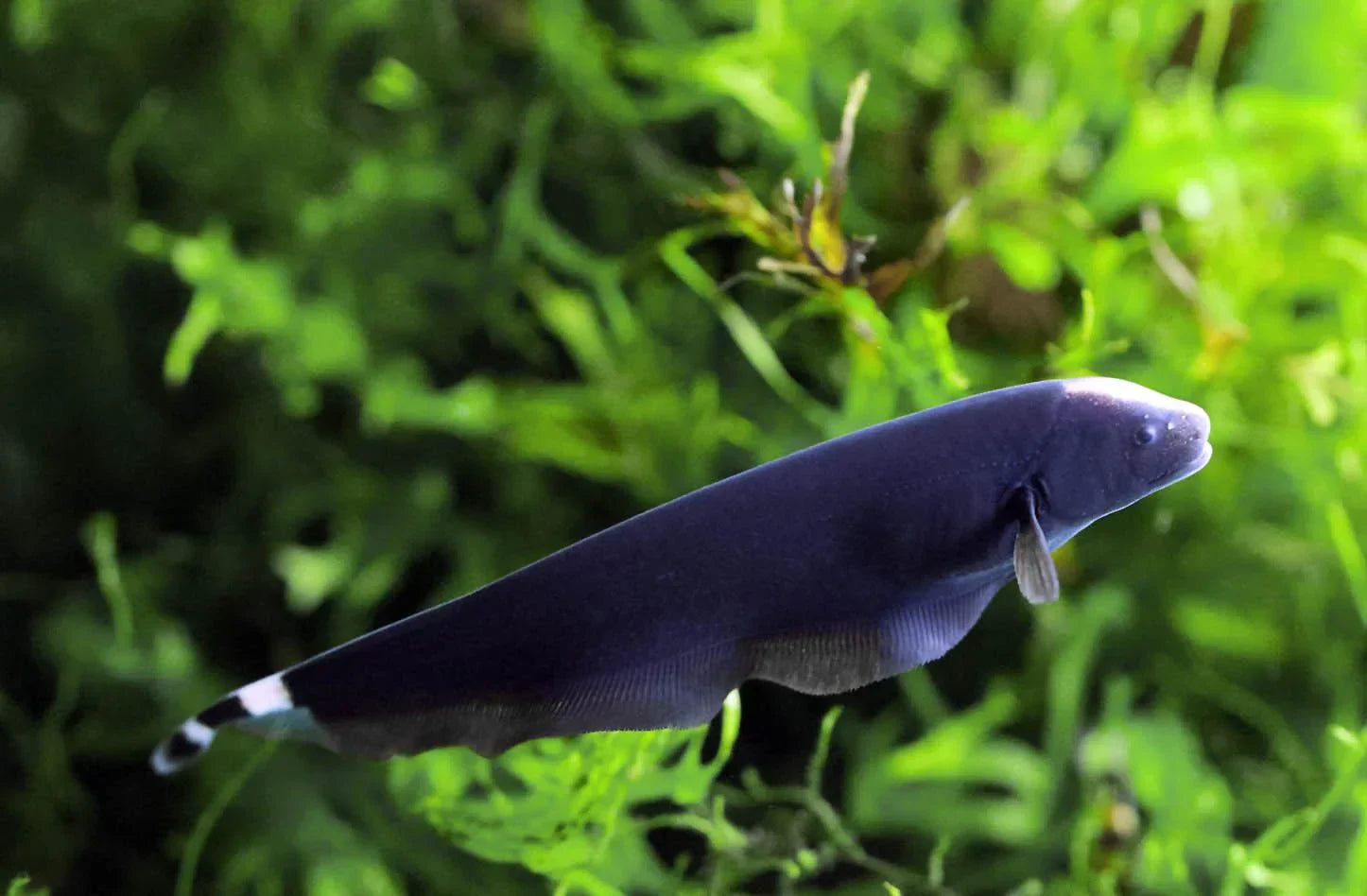 Black Ghost Knife Fish – The Mysterious Beauty of Freshwater Aquariums