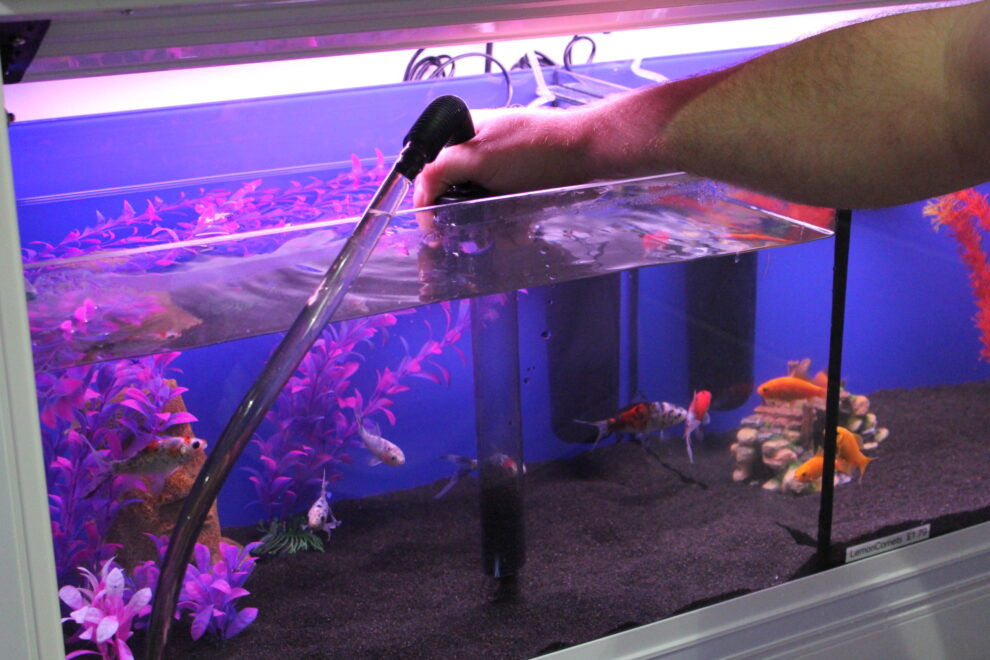 How Often Do You Have to Change Water in a Fish Tank?