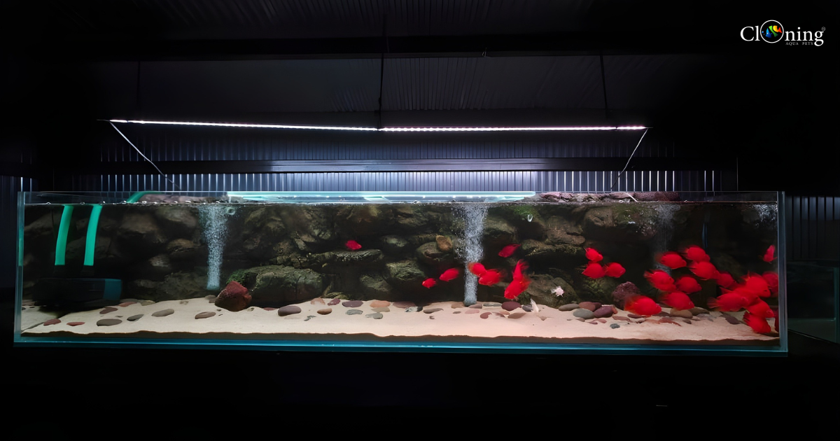 The Grandeur of a 6-Feet Aquascape – Creating Your Own Living Ecosystem