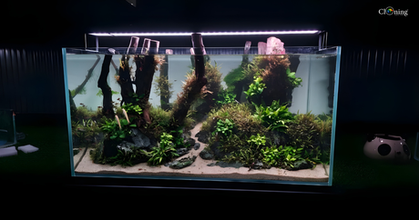Create Your Own Underwater Forest: The Art of the Forest Tank Aquascape