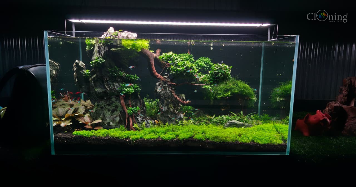 The First Stroke: Scaping My New Aquatic Canvas