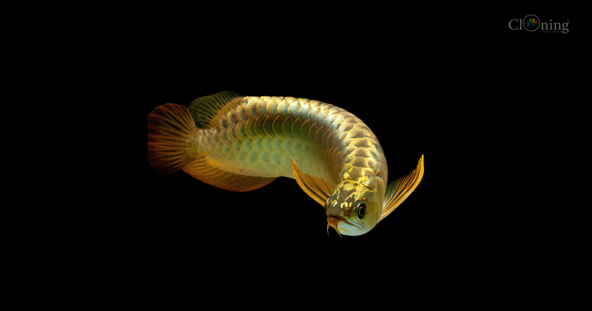 The Golden Arowana: The Ultimate Centerpiece for a Prosperous Aquarium