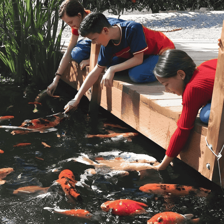 More Than a Pond: The Surprising Art, Joy, and Benefits of Keeping Koi