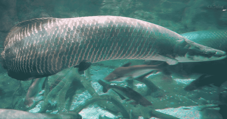 The Arapaima: A Guide to the Amazon's River Giant