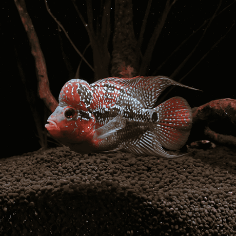More Than Just a Fish: The Surprising Benefits of Keeping a Flowerhorn Cichlid