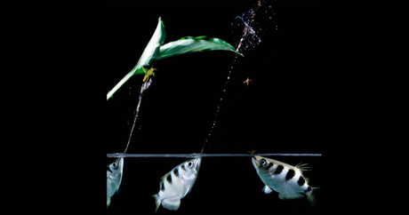 Archer Fish The Sharp Shooter of the Aquarium World