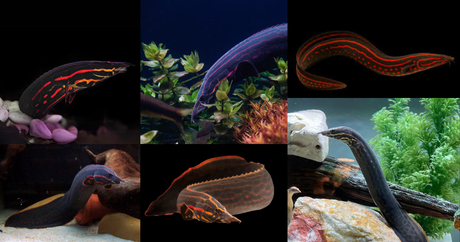 Fire Red Eel Fish  Rare & Striking Predator for Monster Aquariums
