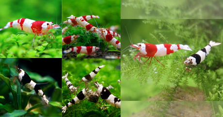 Crystal Red & Black Shrimp for Aquarium