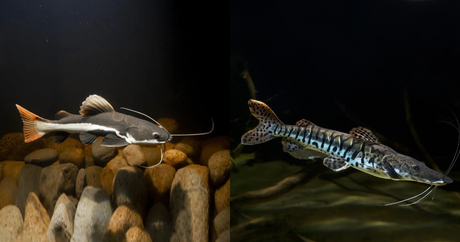 Red Tail Catfish & Shovel Nose Catfish