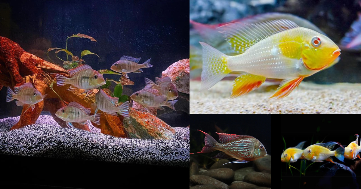 Geophagus – The Gentle Earth Eaters – cloningaquapets