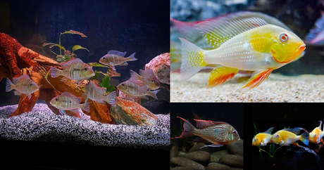 Geophagus – The Gentle Earth Eaters
