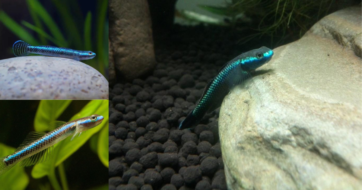 Blue Stream Goby Neon Blue Goby: A Tiny Splash of Electric Color for Freshwater Aquariu ...
