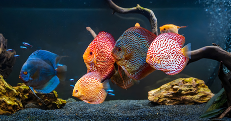 Discus Fish – The King of Freshwater Aquariums