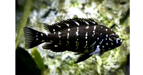 Northern Africa Lake White Spotted Duboisi Cichlid – A Rare & Striking African Beauty
