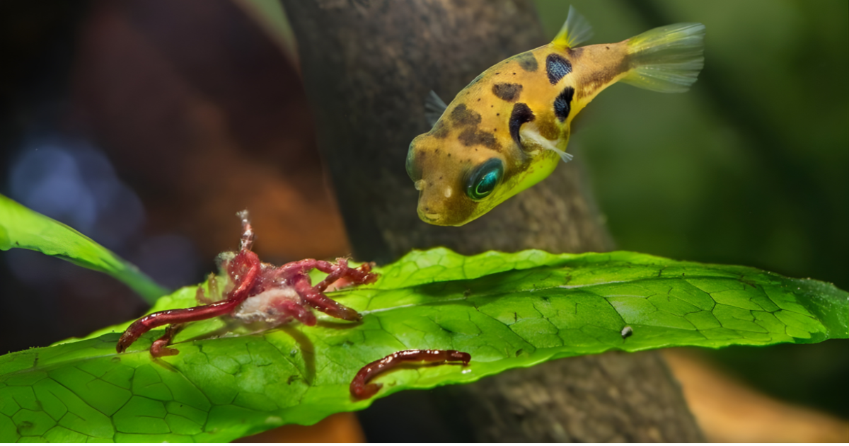 Puffer Fish Intelligent and Unique Aquarium Fish for Your Tank
