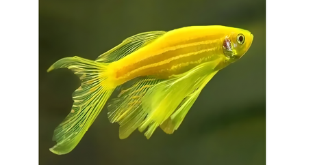 Veiltail Zebra Fish Elegant Long-Fin Beauty for Community Aquariums