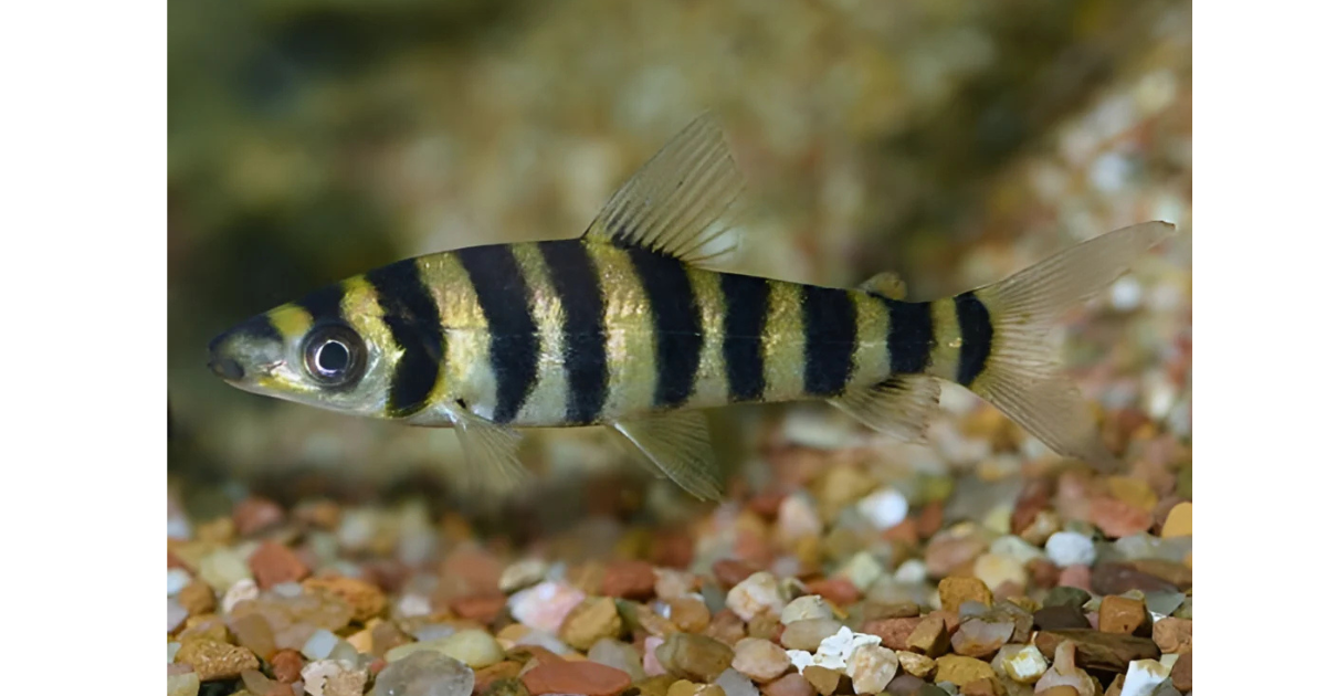 Your Aquarium With the Stunning Earth Eater Banded Leporinus - A Uniqu ...