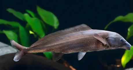 Bring Unique Beauty To Your Aquarium With The Stunning Dolphin Fish