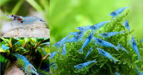 Transform Your Aquarium with Stunning Blue Jelly Shrimp