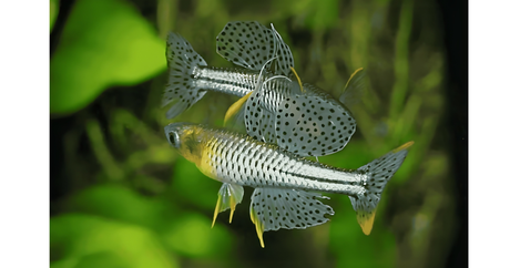 Rainbow Yellow Neon Spotted Blue Eyes – A Stunning Nano Fish for Planted Aquariums