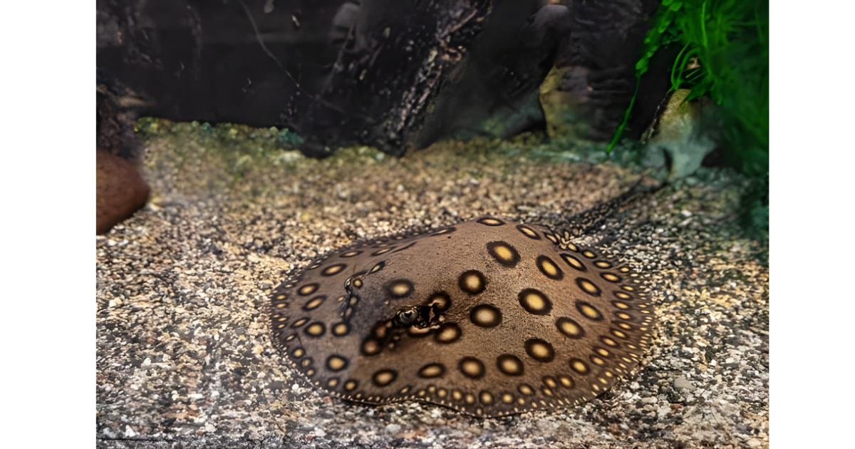 Freshwater Stingray – The Majestic Giant of the Aquarium