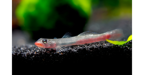 Red Lip Goby A Unique and Colorful Nano Fish for Aquariums