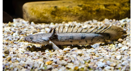 Royal Delhezi Senegal A Unique and Ancient Predator for Large Aquariums
