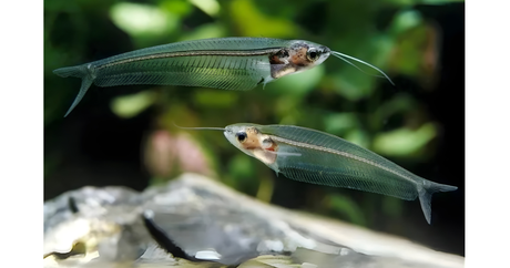 Thailand Glass Catfish The Transparent Beauty for Planted Aquariums
