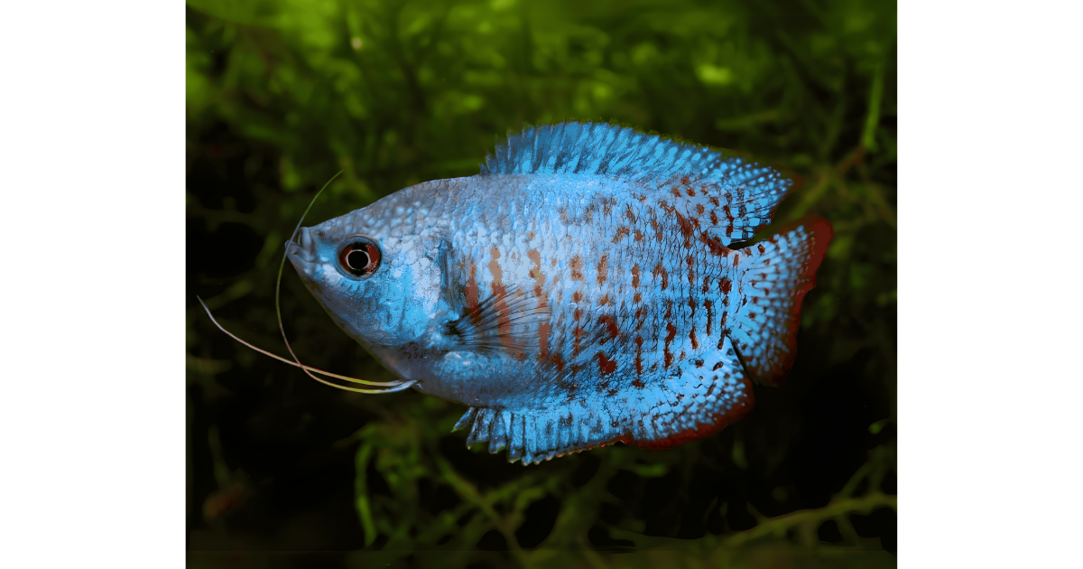 Neon Royal Blue Dwarf Gourami  A Stunning Centerpiece Fish for Your Aquarium