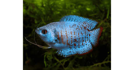 Neon Royal Blue Dwarf Gourami  A Stunning Centerpiece Fish for Your Aquarium