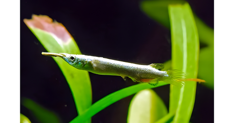 Unique Surface Dwelling Fish for Your Aquarium