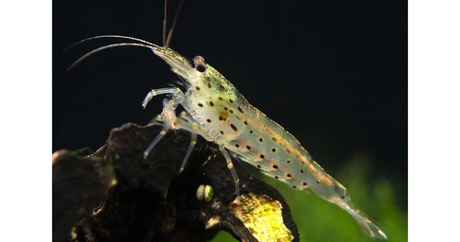 Shrimp Amano Aka Yamato The Best Algae Cleaner for Planted Aquariums