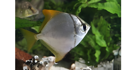 A Shiny and Active Brackish Aquarium Fish