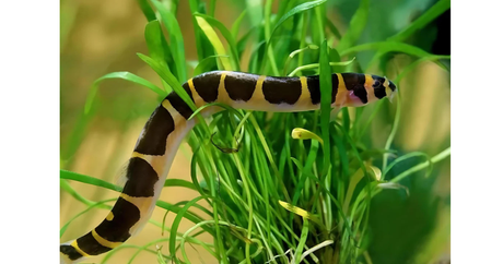 Peaceful and Active Cleanup Fish for Aquariums