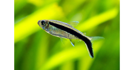 Unique and Elegant Planted Tank Fish