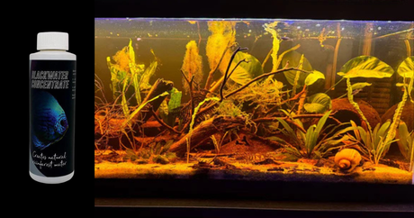 Create Perfect Blackwater Conditions with Starter Aquatic Remedies Concentrate