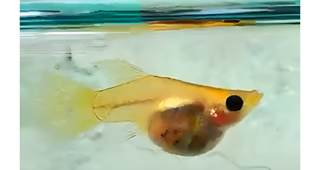 The Most Unique Transparent Fish for Your Aquarium