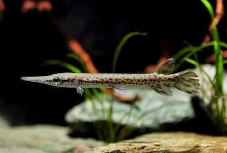 Alligator Gar – The Giant Predator of Freshwater Aquariums