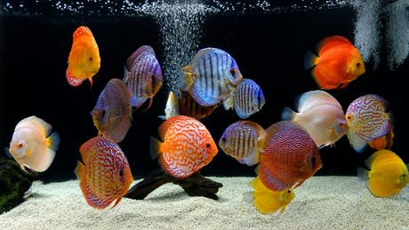 Complete Discus Fish Tank Setup Guide