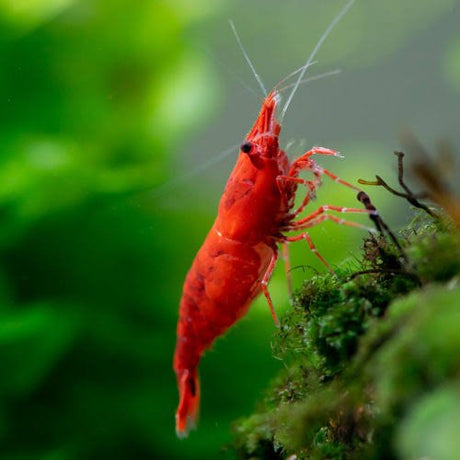 Live Fish Shrimp Sakura Red | Single