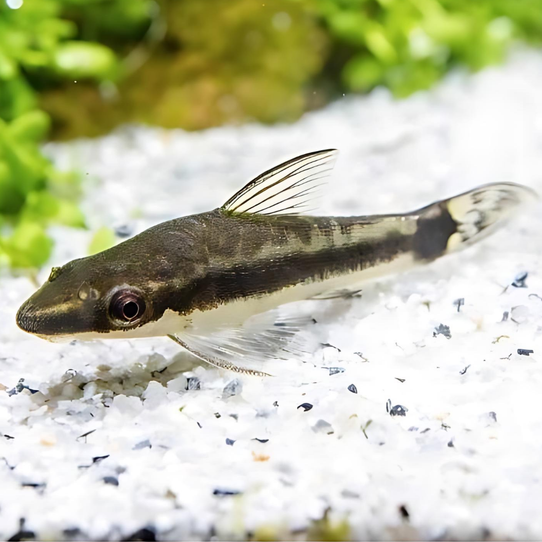 Otocinclus Catfish Care Guide | Diet, Tank Setup & Tankmates ...