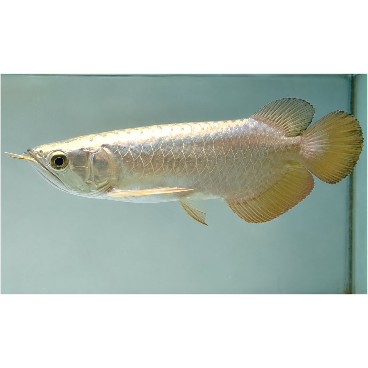 Live Fish Arowana 24K Golden Head (6-7 Inches) | Single