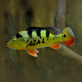 Peacock Bass Mono (3-4 Cms) | Single