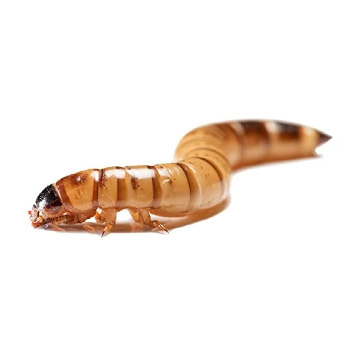 Super Worms Live