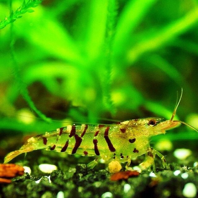 Shrimp Tiger | Single