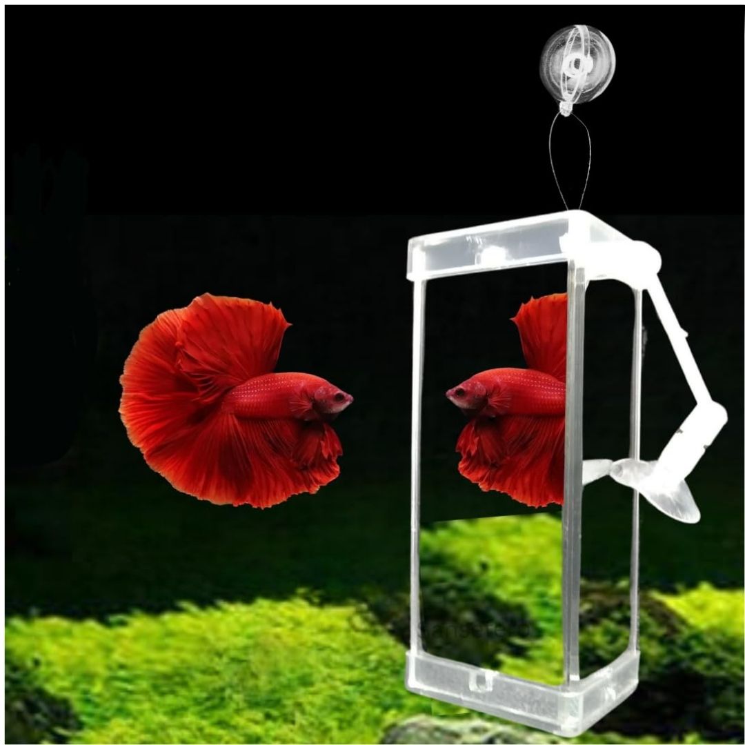 Jeneca |  Rumble Fish Training Mirror | DYJ - 10