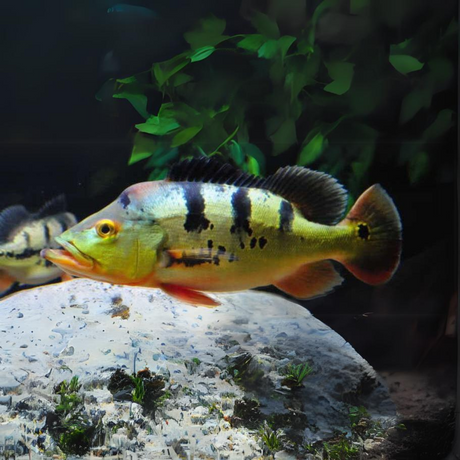 Peacock Bass Mono (3-4 Cms) | Single
