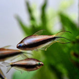 Purple Emperor Tetra | Planted Tank Fish | Single