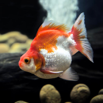 Ryukin Gold Fish (2 Inches) | Single